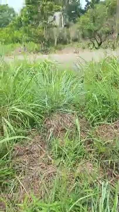 Terrain de 500 m² à vendre sur la route de Sakassou (Sola)