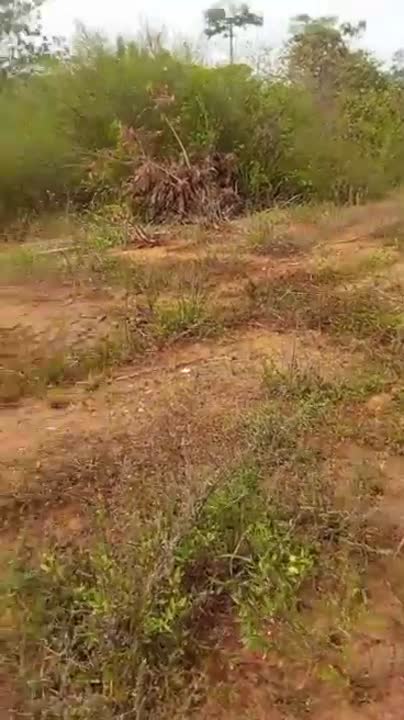 Terrain de 12 ha à vendre axe Yamoussoukro-N'Zré (ACD disponible)