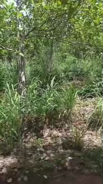 Terrain de 500 m² à vendre à Télébokan (route de Diabo)