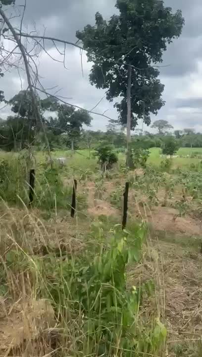 Terrain agricole de 154 hectares à vendre près de Toumodi