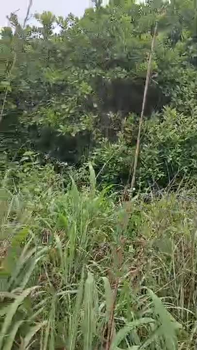 Terrain de 1600 m² à vendre à Akanzakro (Titre Foncier disponible)