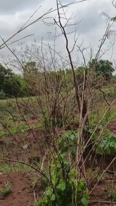Terrain de 500 m² à vendre à Diabo (Télébokan)
