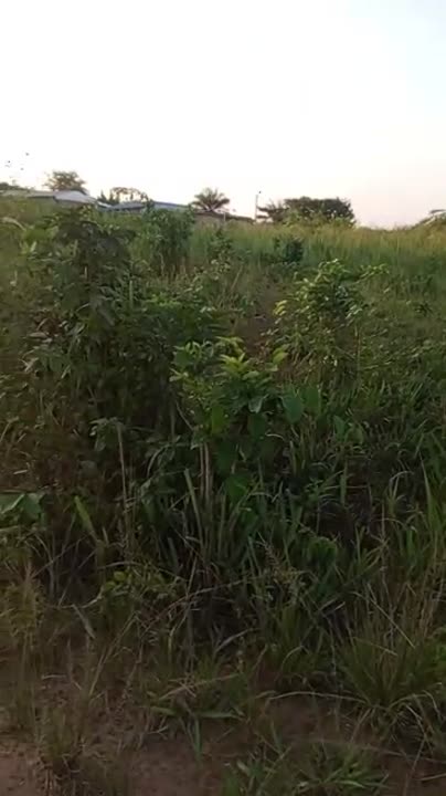 Terrain de 1 200 m² à vendre à Abouakouassikro (attestation villageoise)