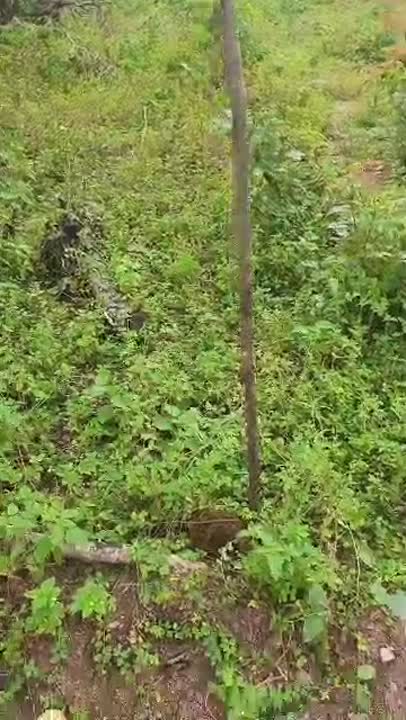 2 terrains de 700 m² à vendre à N'Dakro (N'Kazakro) — viabilisés