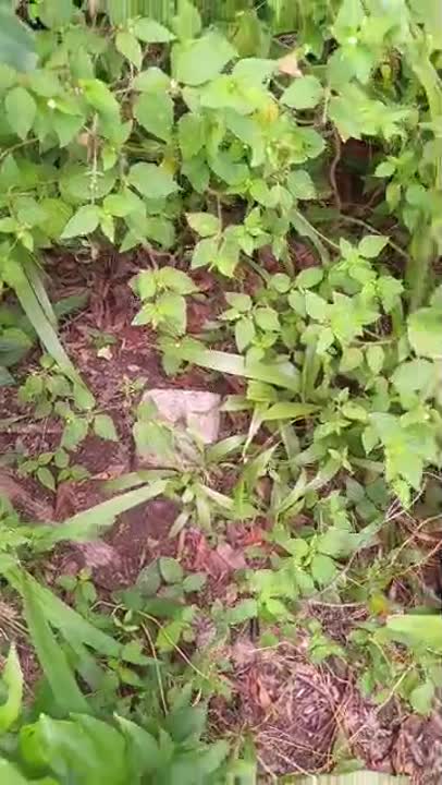 Terrain de 600 m² à vendre à Tchélekro (près du Château)
