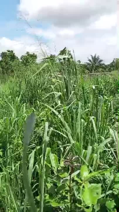 Terrain de 1600 m² à vendre à Assabou (Yamoussoukro)