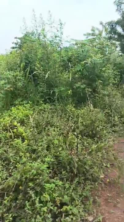 Terrain de 600 m² à vendre à Yamoussoukro Kahabo (ACD disponible)