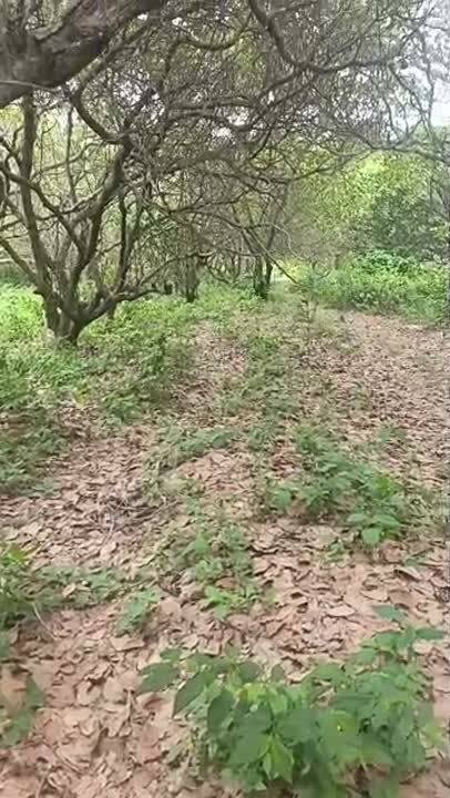 Îlot de 12 lots à vendre sur la voie de Diabo