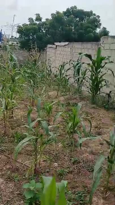 Terrain de 2200 m² à vendre à Yamoussoukro (Corridor Sud, bordure A3)