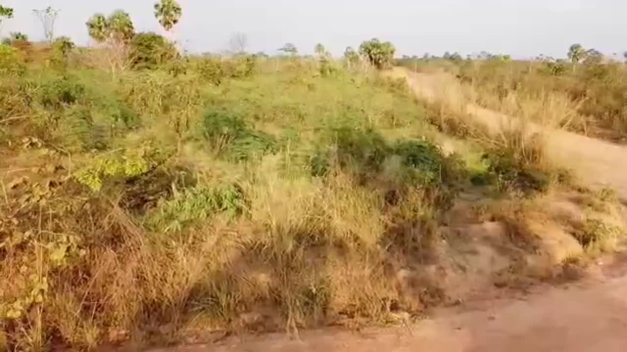 Terrain de 37 ha à vendre à Carrefour N'Gbekro-N'Zéré (titre foncier)
