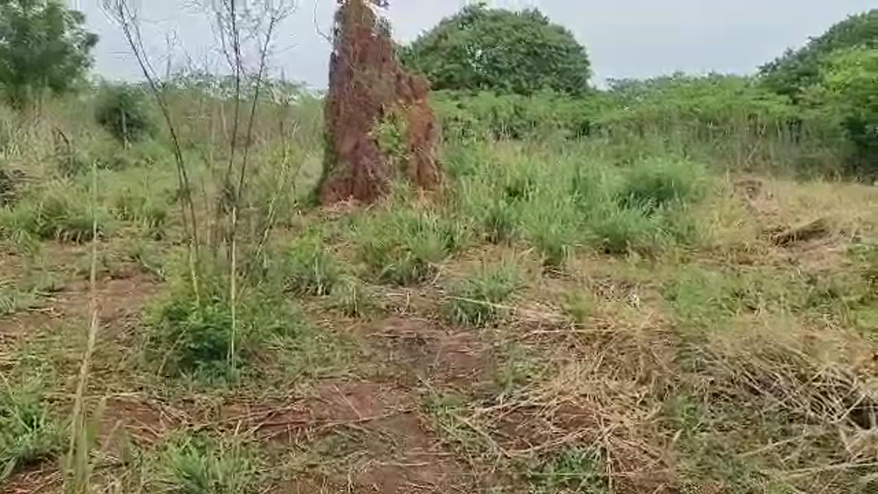 Terrain de 886 m² à vendre à Yamoussoukro Kpoussoussou (ACD en main)