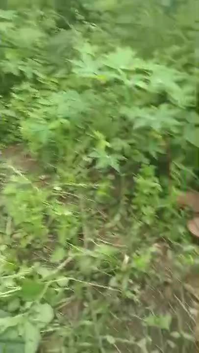 Terrain de 600 m² à vendre à Toumodi (lotissement Rombo Extension II)