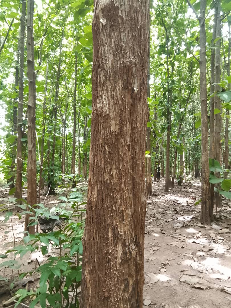 Champ de teck de 3 ha à vendre sur l'axe Yamoussoukro-Tiébissou