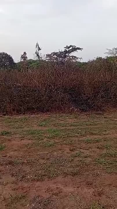 2 terrains de 600 m² chacun à vendre à Cité Autoroute (ACD)