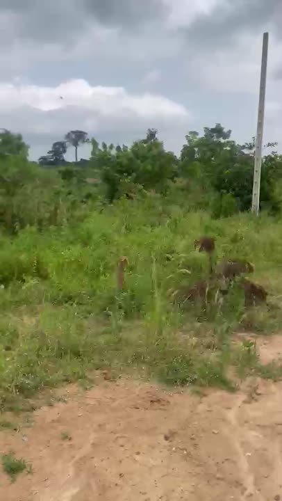 2 terrains de 650 m² à vendre à Sahabo Village (Yamoussoukro)