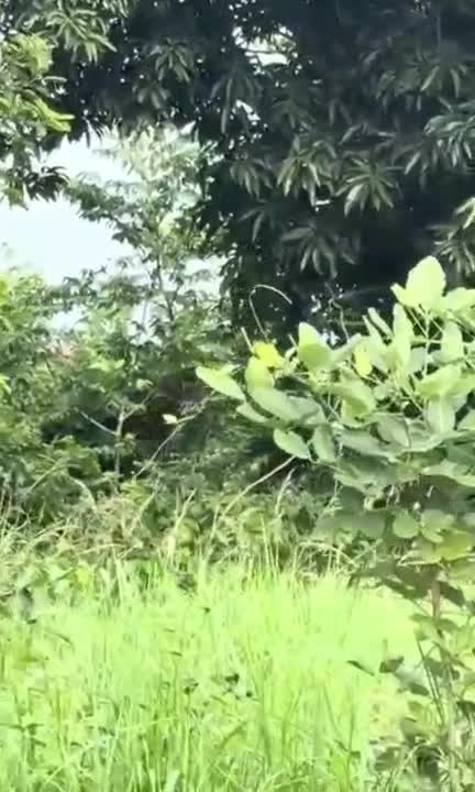 Terrain de 600 m² à vendre à Yamoussoukro Kokeyville (ACD en cours)