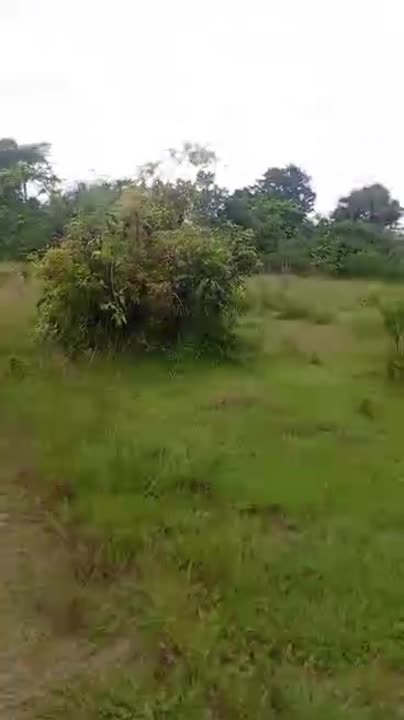 Terrain de 17 ha à vendre à Tiokorlodougou (axe Yamoussoukro–Sinfra)