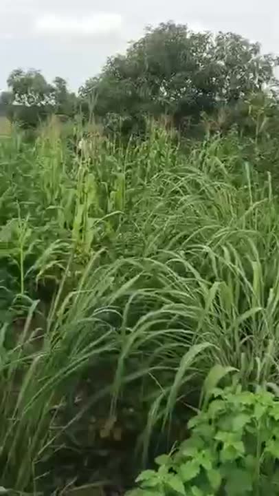 Terrain de 500 m² à vendre à Minankro (ACD disponible)