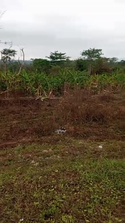 Terrain de 1000 m² à vendre à Logbakro (ACD disponible)