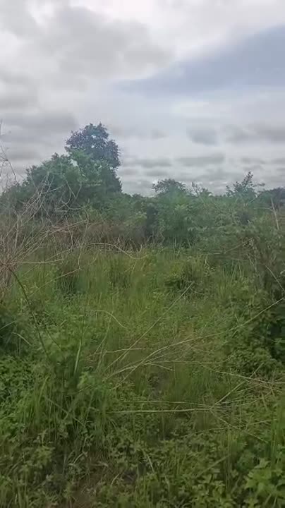 Terrain de 2 ha à vendre à Akpéssékro (titre foncier)