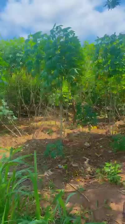 Terrain de 600 m² à vendre à Abouakoussikro