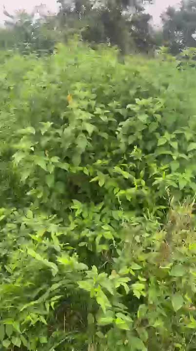 Terrain de 750 m² à vendre à Bouaké (Cité CIDT)