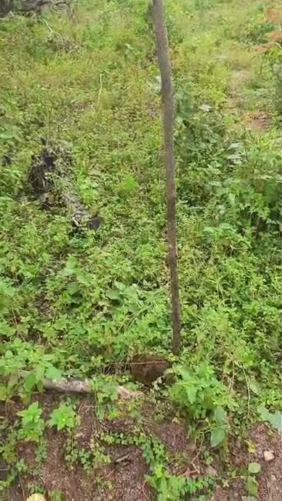 2 terrains de 700 m² à vendre à N'Dakro (N'Kazakro)