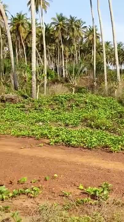 Terrain de 1000 m² à vendre à Jacqueville (ACD individuel)