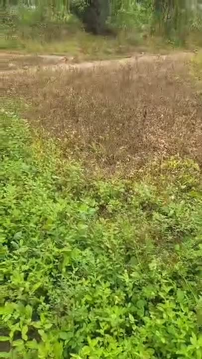 Terrain de 600 m² à vendre à Diahonou (ACD disponible)