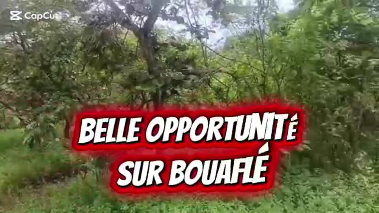 Terrain agricole de 10 ha à vendre à Bouaflé