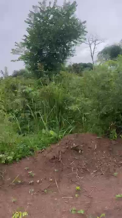 Terrain de 600 m² à vendre à Tierekro Kongokro