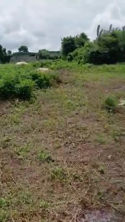 Terrain de 600 m² à vendre près du Campus 2 (Adjeyaokro)
