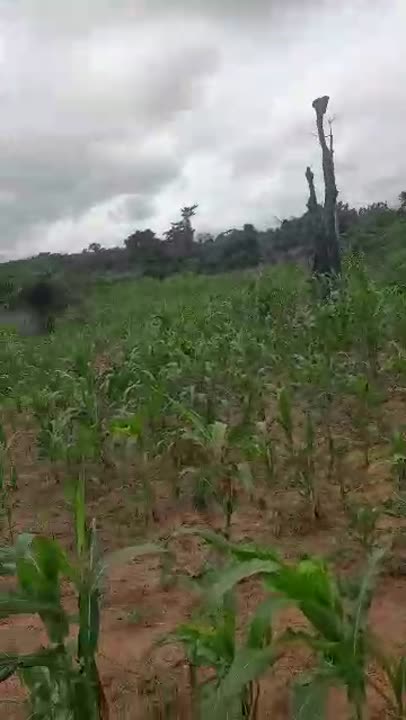 Terrain de 781 m² à vendre à Kokrenou Ouest (ACD disponible)