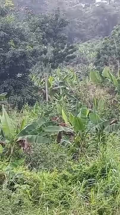 Terrain agricole de 8 ha à vendre à Toumodi (titre foncier)