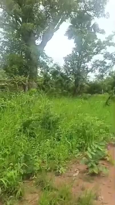 Terrain de 40 ha à vendre à Brobo (attestation villageoise)